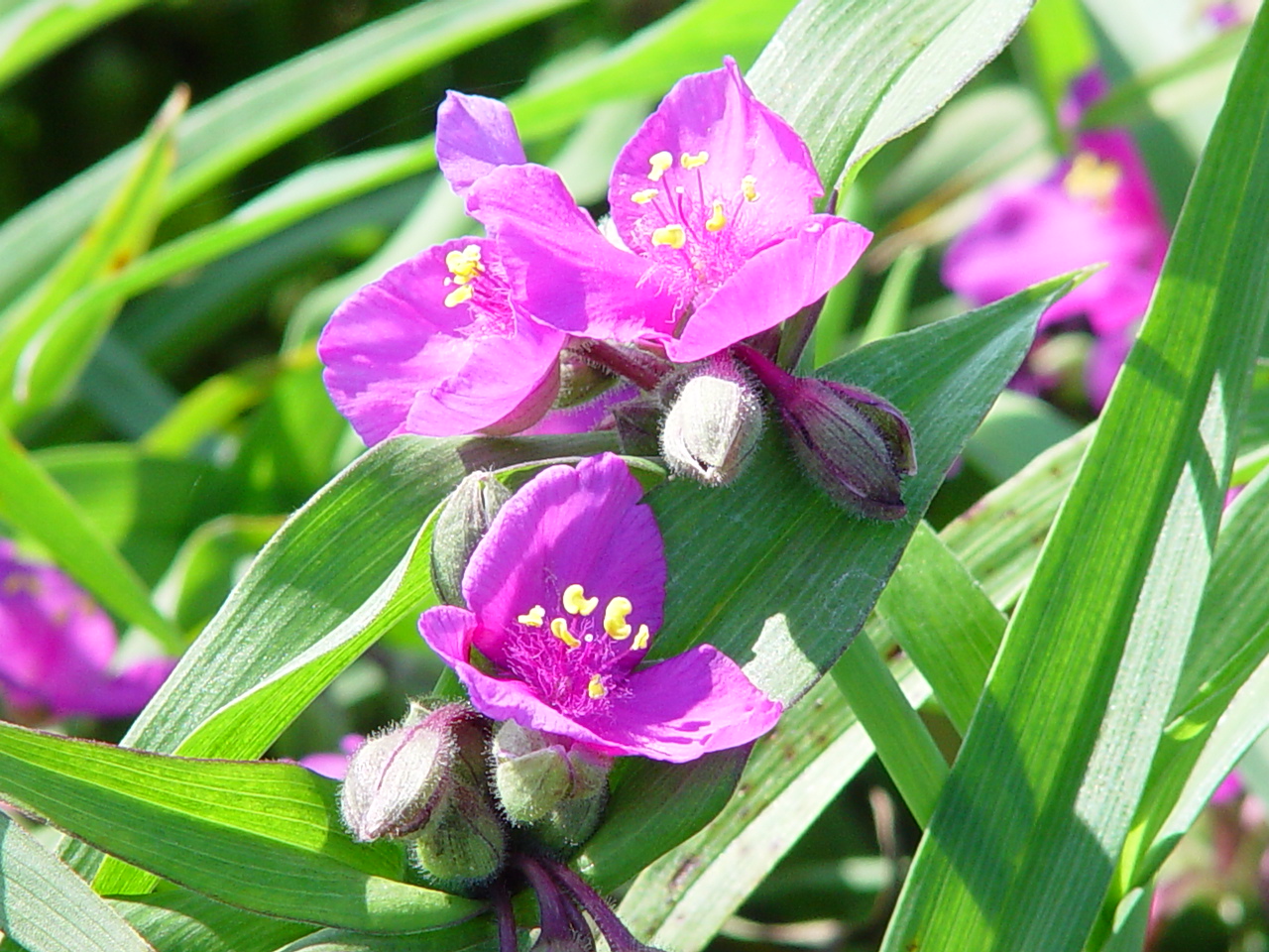 Tradescantia andersoniana 'Rubra'